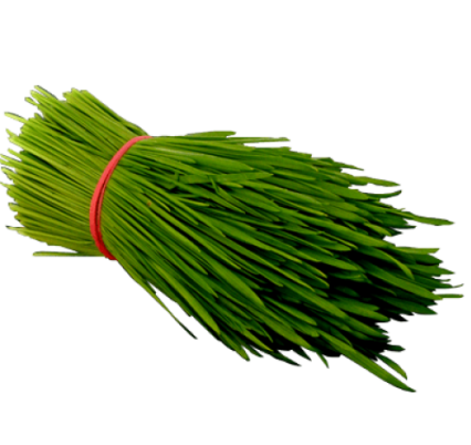 fresh_wheatgrass_400-png-web-min-500x500