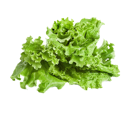 lettuce