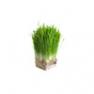 wheatgrass