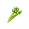 celery__